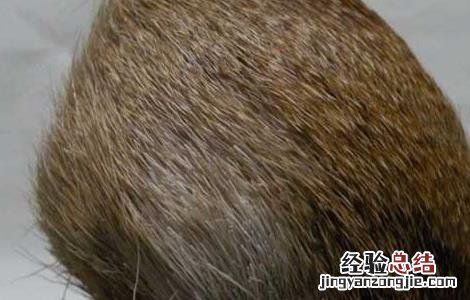 甄嬛传麝香会导致不孕吗 麝香会导致不孕吗