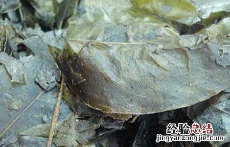 喝苦丁茶能减肥吗 喝苦丁茶能减肥吗多久能见效果