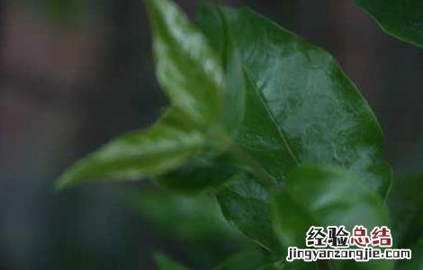 喝苦丁茶能减肥吗 喝苦丁茶能减肥吗多久能见效果