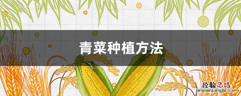 青菜种植方法 青菜种植方法简笔画