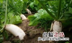萝卜片怎么炒好吃又简单 萝卜片怎么炒好吃