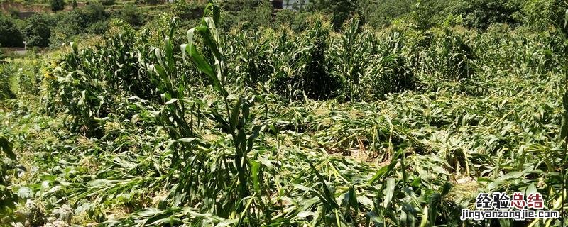 处于花期的植物要多浇水吗 农作物在盛花期能不能浇水