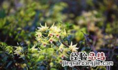 石斛扦插最佳时间 石斛怎样扦插,什么温度?什么时候