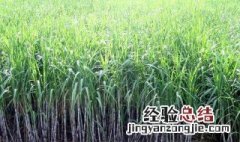 广西哪个地方产甘蔗 广西哪里产甘蔗最多?
