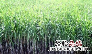 广西哪个地方产甘蔗 广西哪里产甘蔗最多?