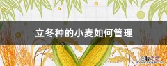 立冬种的小麦如何管理 立冬种的小麦如何管理施肥