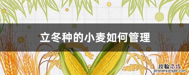 立冬种的小麦如何管理 立冬种的小麦如何管理施肥