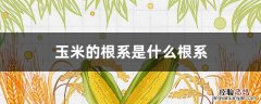 玉米的根系是什么根系图片 玉米的根系是什么根系
