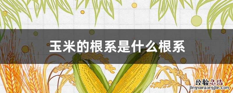 玉米的根系是什么根系图片 玉米的根系是什么根系