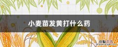 小麦苗发黄打什么药 麦苗发黄打什么药效果好