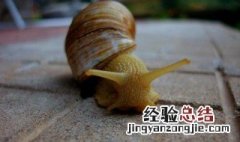 软体动物的价值 软体动物有什么经济价值