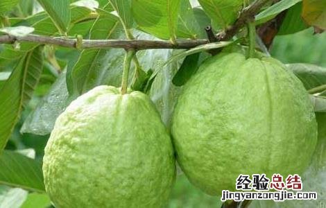 吃番石榴能减肥吗 吃番石榴可以减肥吗
