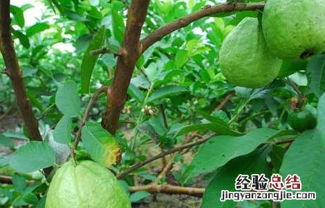 吃番石榴能减肥吗 吃番石榴可以减肥吗