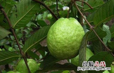 吃番石榴上火吗 石榴的功效与作 吃番石榴会上火吗