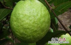 吃番石榴上火吗 石榴的功效与作 吃番石榴会上火吗