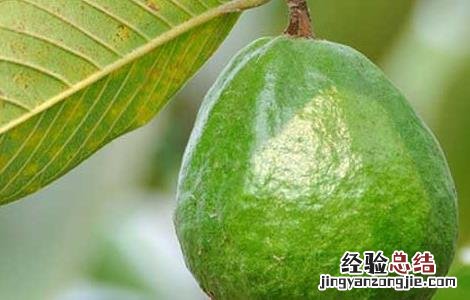 吃番石榴上火吗 石榴的功效与作 吃番石榴会上火吗