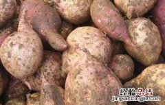 红薯和土豆哪个减肥 红薯和土豆哪个减肥更好