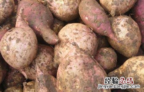 红薯和土豆哪个减肥 红薯和土豆哪个减肥更好