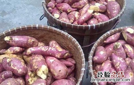 红薯和土豆哪个减肥 红薯和土豆哪个减肥更好