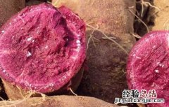 紫薯和红薯哪个更减肥 紫薯和红薯哪个更有营养