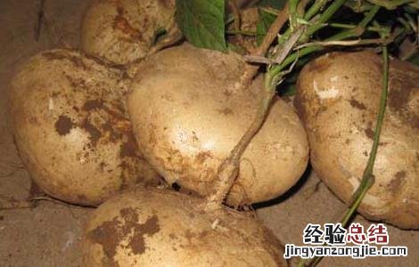 晚上吃地瓜会胖吗 晚上吃地瓜会胖么