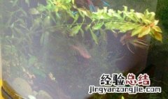 养鱼不死鱼的三个绝招 自来水养鱼怎么处理水