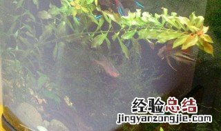 养鱼不死鱼的三个绝招 自来水养鱼怎么处理水