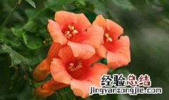 凌霄花要打顶吗 凌霄花需要打顶吗?