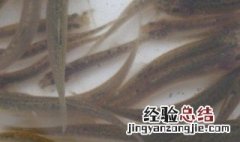 泥鳅买回来可以养几天 泥鳅买回来可以养几天吗