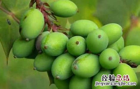 喝胖大海能减肥吗 减肥可以喝胖大海吗