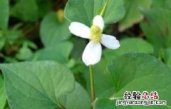 鱼腥草泡水喝能减肥吗孕妇 鱼腥草泡水喝能减肥吗