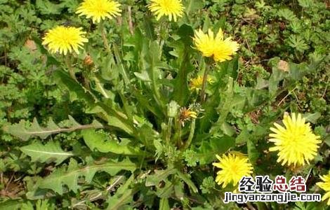 吃蒲公英可以减肥吗 吃蒲公英可以减肥吗