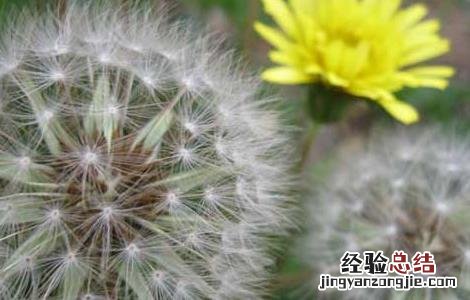 吃蒲公英可以减肥吗 吃蒲公英可以减肥吗