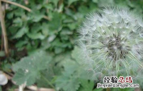 吃蒲公英可以减肥吗 吃蒲公英可以减肥吗