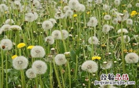吃蒲公英可以减肥吗 吃蒲公英可以减肥吗