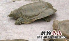 甲鱼血的功效与作用 甲鱼血的功效与作用介绍