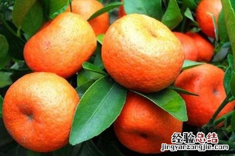 过年卖什么挣钱,根据市场行情选择项目