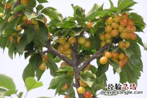 农村致富好点子有哪些，根据实际情况选择合适的项目
