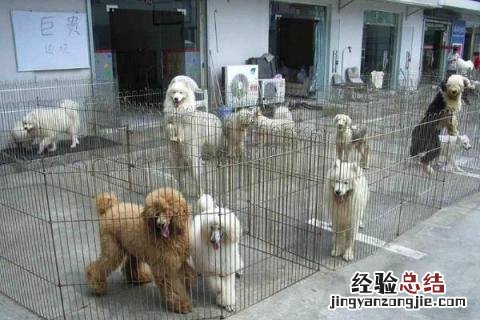农村致富好点子有哪些，根据实际情况选择合适的项目