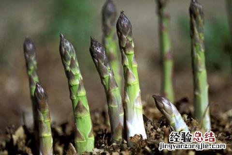 乡村创业的好项目有哪些，根据实际情况选择项目