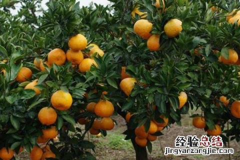 乡村创业的好项目有哪些，根据实际情况选择项目