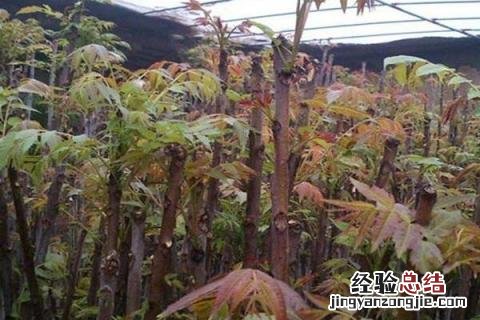 农村干什么行业能挣钱，项目多需选合适自己的