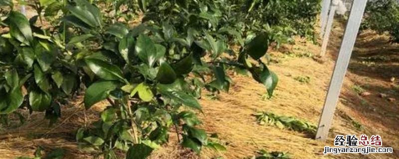 农作物是自然资源吗 农作物算自然资源吗
