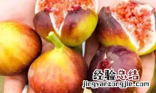 干无花果泡水喝的功效与作用 干无花果泡水喝的功效与作用是什么