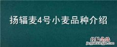 扬麦34小麦品种简介 扬辐麦4号小麦品种介绍