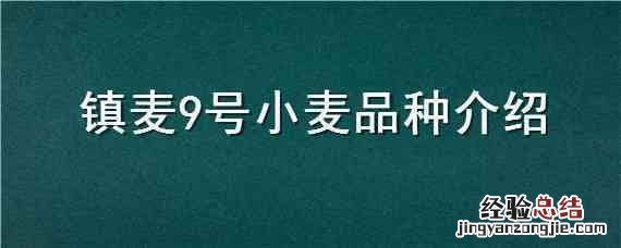 镇麦9号小麦品种介绍 小麦品种临麦9号