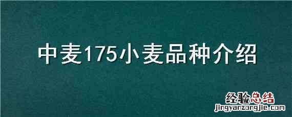中麦175麦种怎么样 中麦175小麦品种介绍