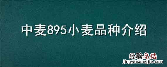 中麦895小麦品种介绍 小麦品种中麦998