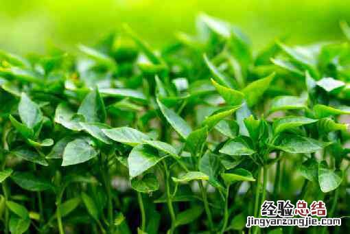 辣椒种子发芽适温是多少度 辣椒种子发芽适温是多少