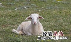 吃黑山羊对身体有哪些好处 吃黑山羊肉有什么好处